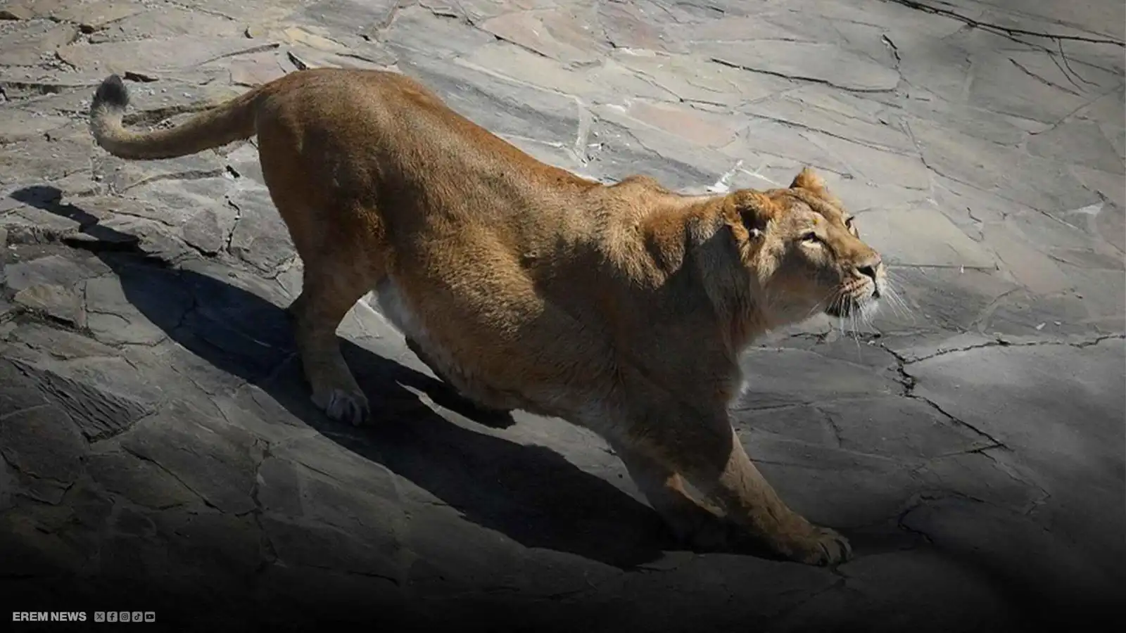 تهور انتهى بفاجعة.. لبؤة تفترس رجلاً اقتحم حظيرتها في البرازيل