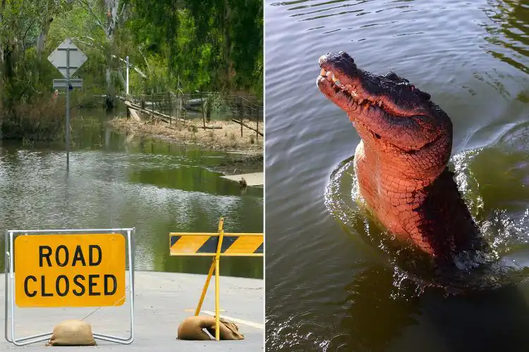 أستراليا تحذر سكانها من انتشار التماسيح بعد الفيضانات