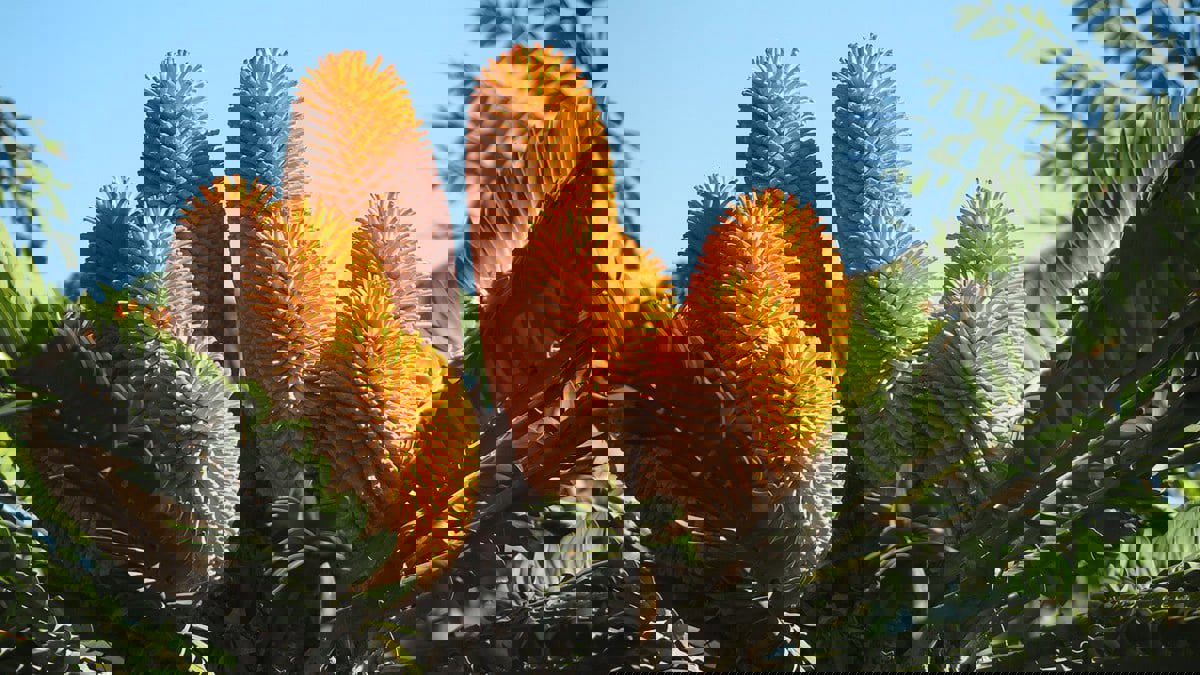 نبات يواجه أزمة "جنسية".. فهل ينقرض قريبًا؟