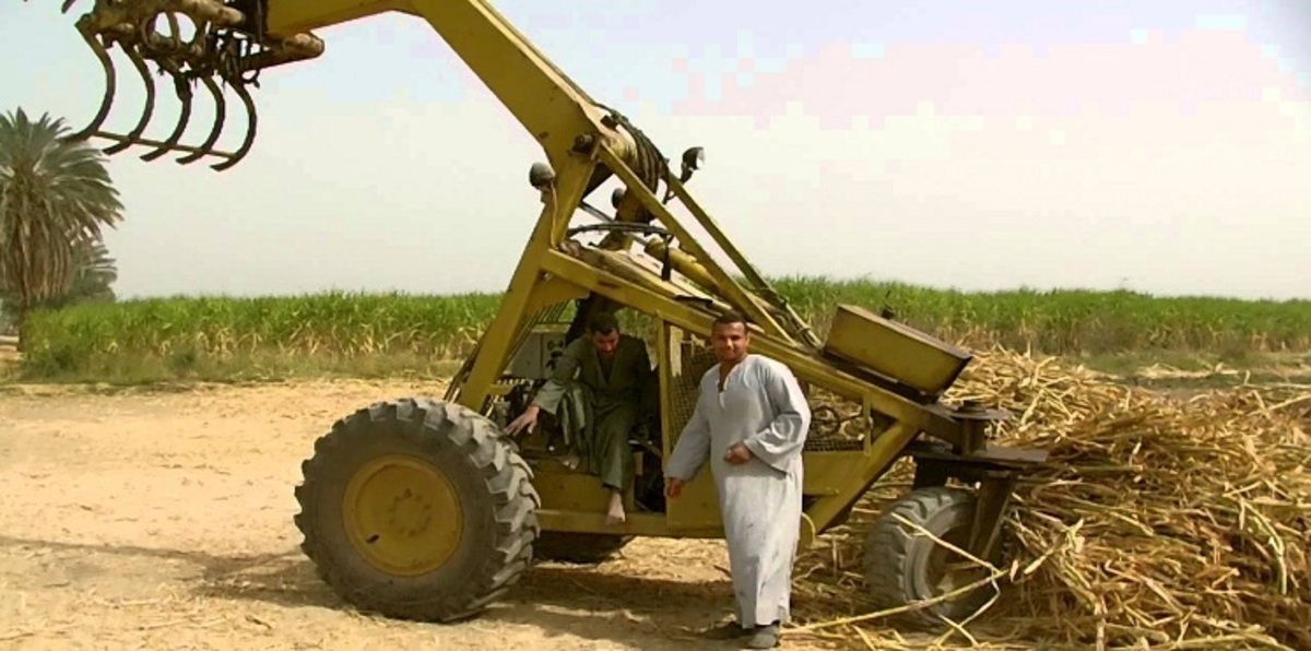 بوادر فصل جديد بأزمة السكر في مصر بعد امتناع مزارعي القصب توريد المحصول