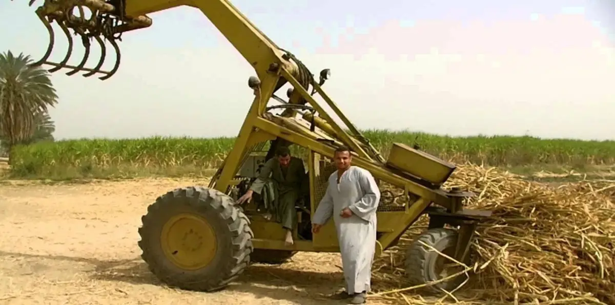 بوادر فصل جديد بأزمة السكر في مصر بعد امتناع مزارعي القصب توريد المحصول