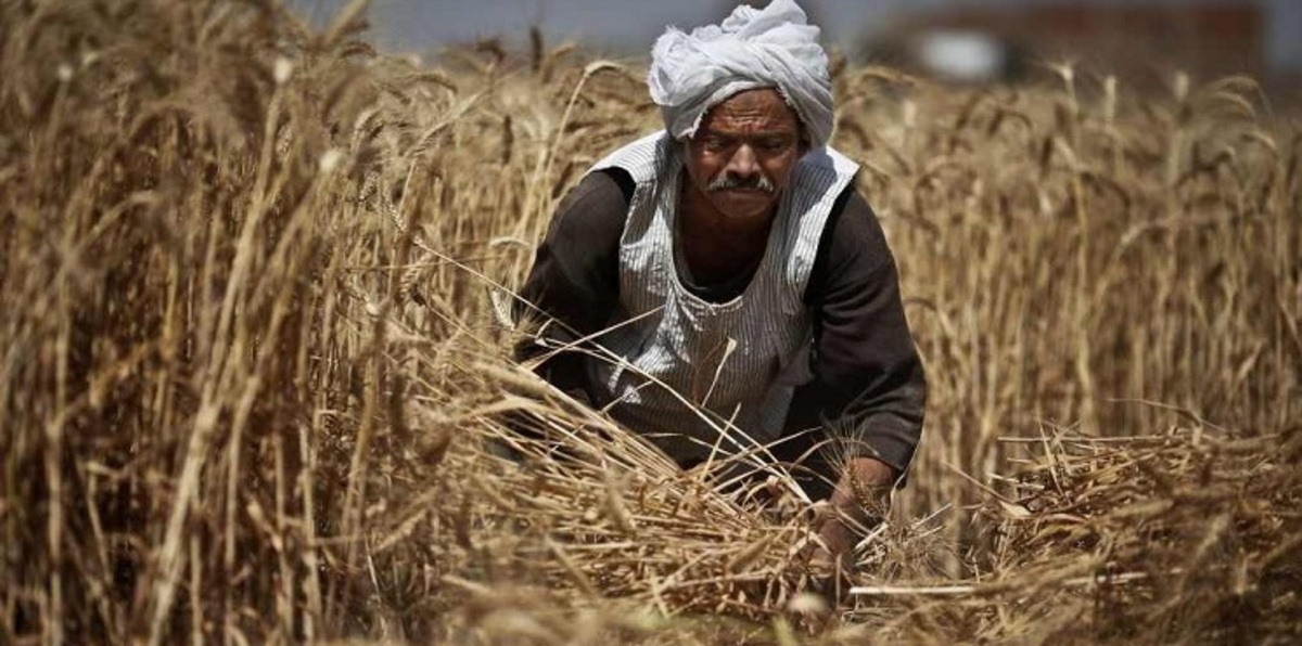 لأول مرة في مصر.. زراعة القمح والأرز مرتين في العام     