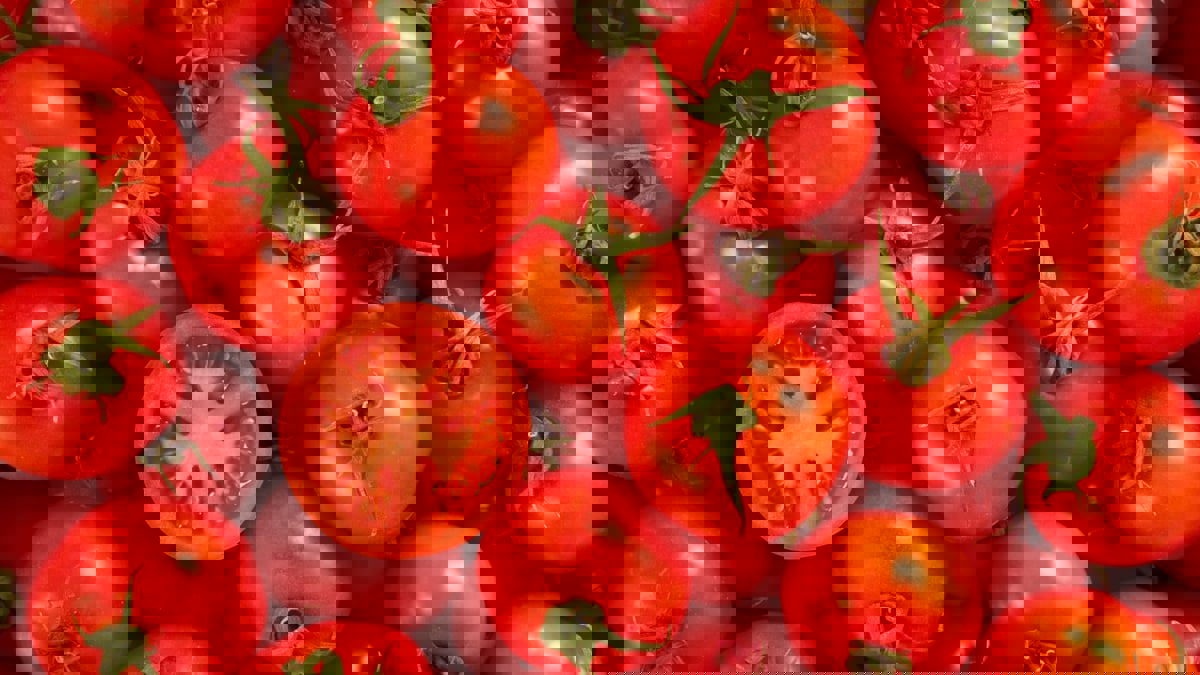 بندورة معدلة وراثيا غنية بفيتامين (د)