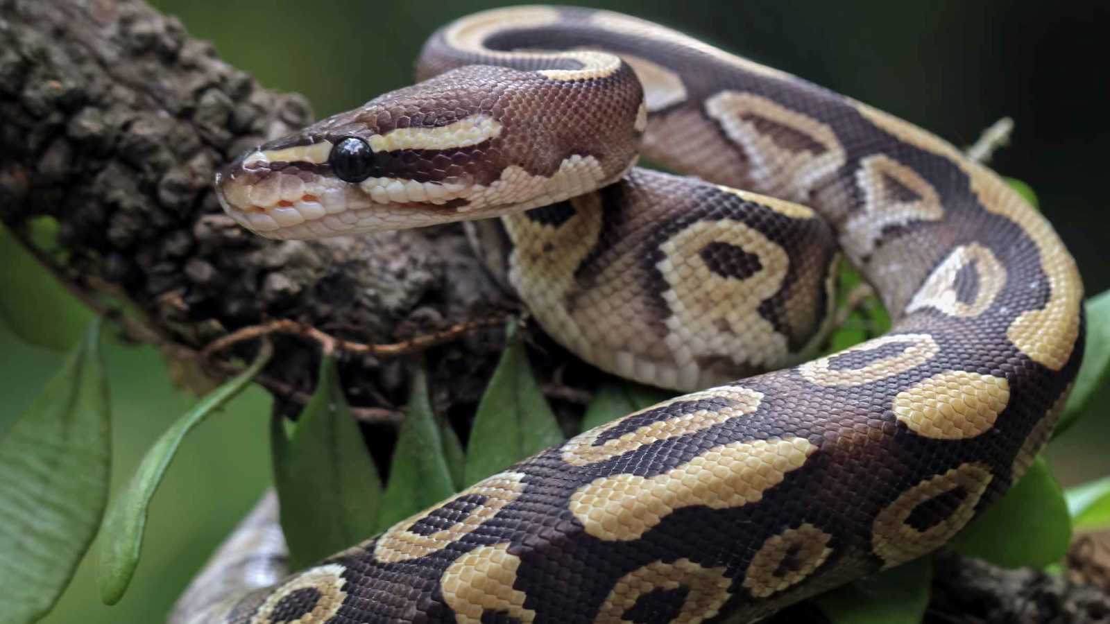 الفلبين.. ثعبان يثير الذعر في قاعدة جوية قبيل سفر الرئيس (فيديو)