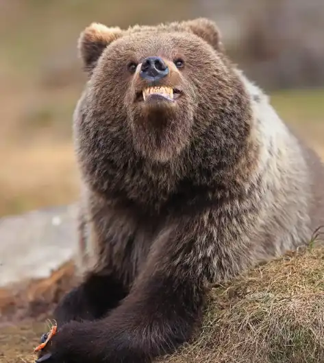 صورة الدب المبتسم