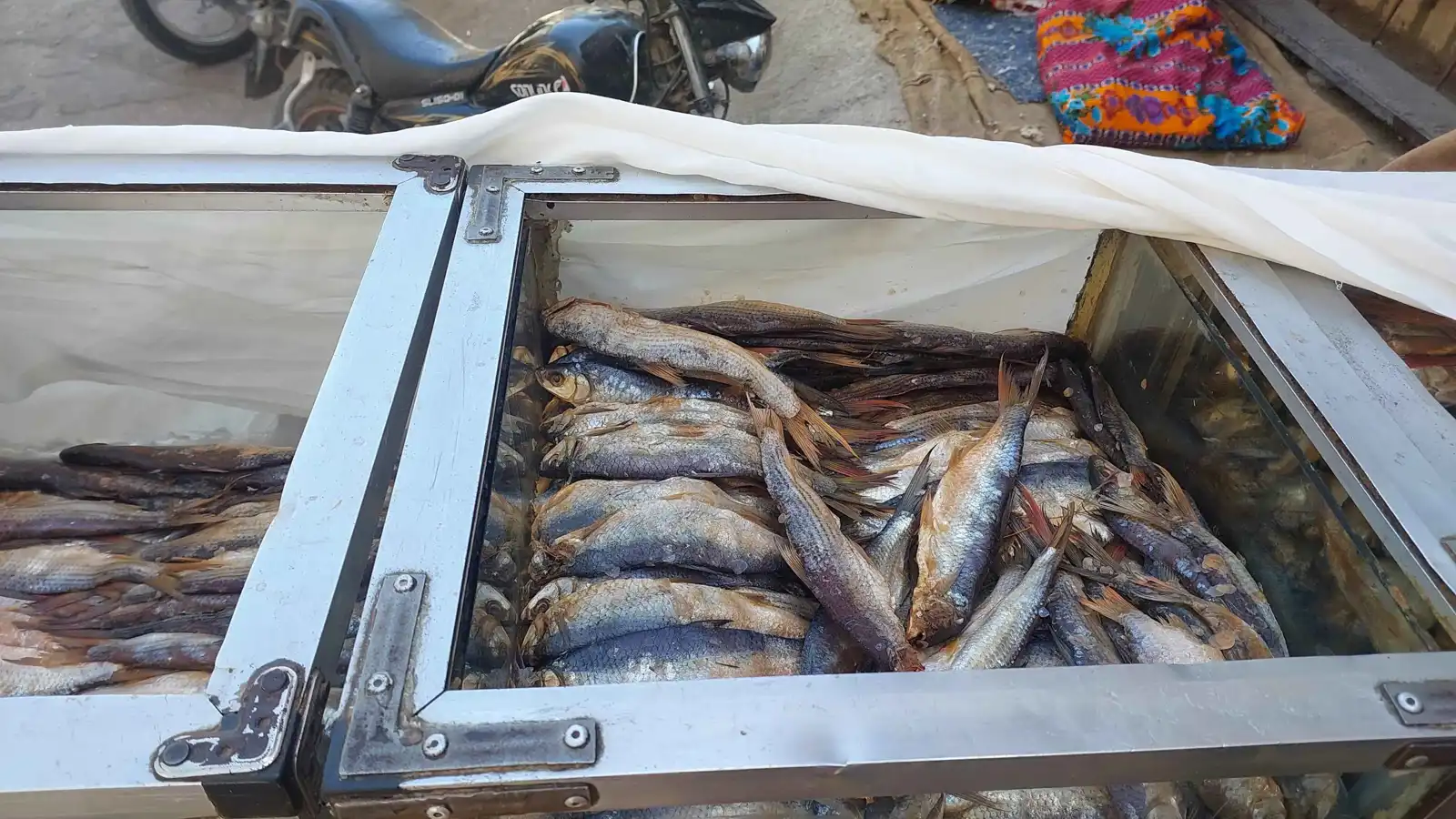 كميات من الفسيخ الفاسد