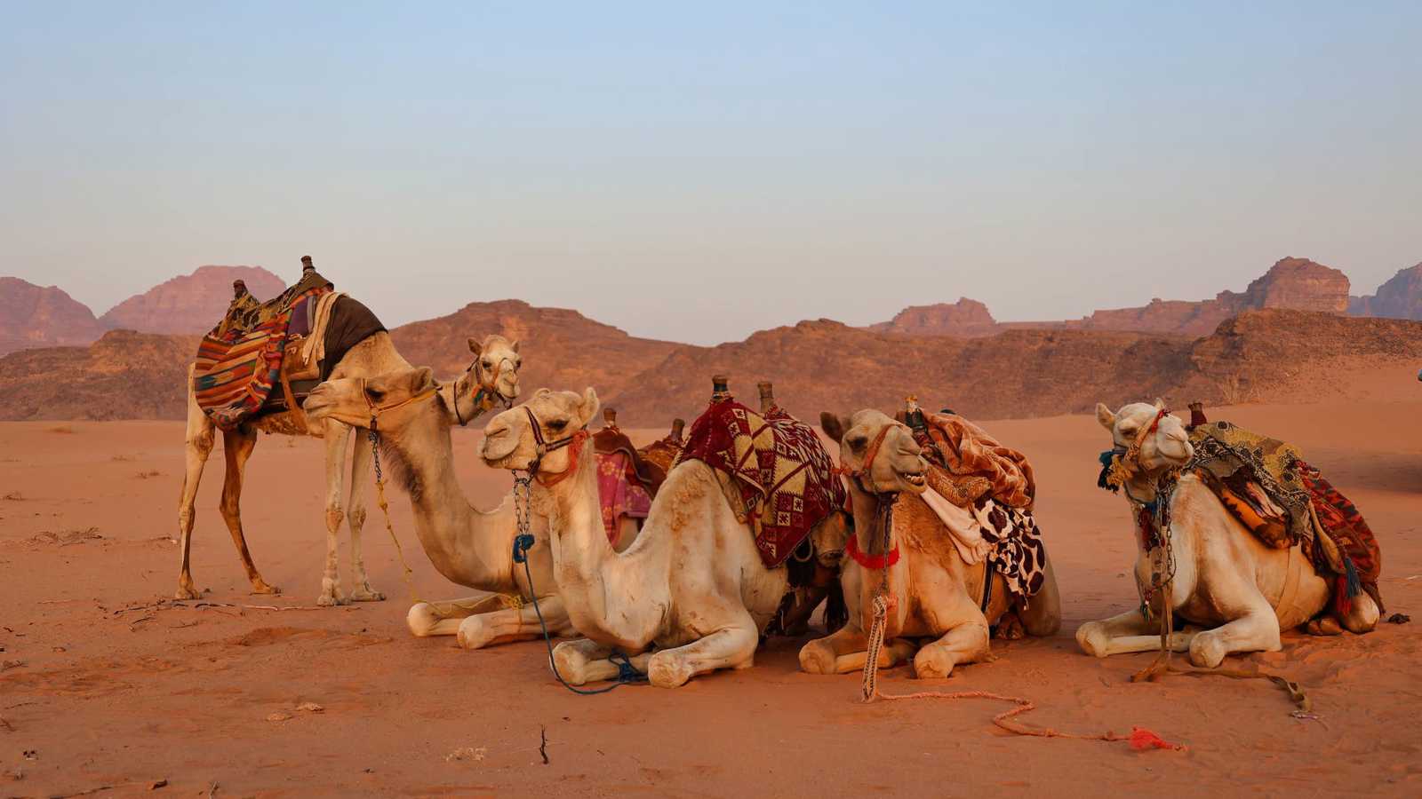 العراق.. إنقاذ جمال عالقة في مستنقع نفطي (فيديو)