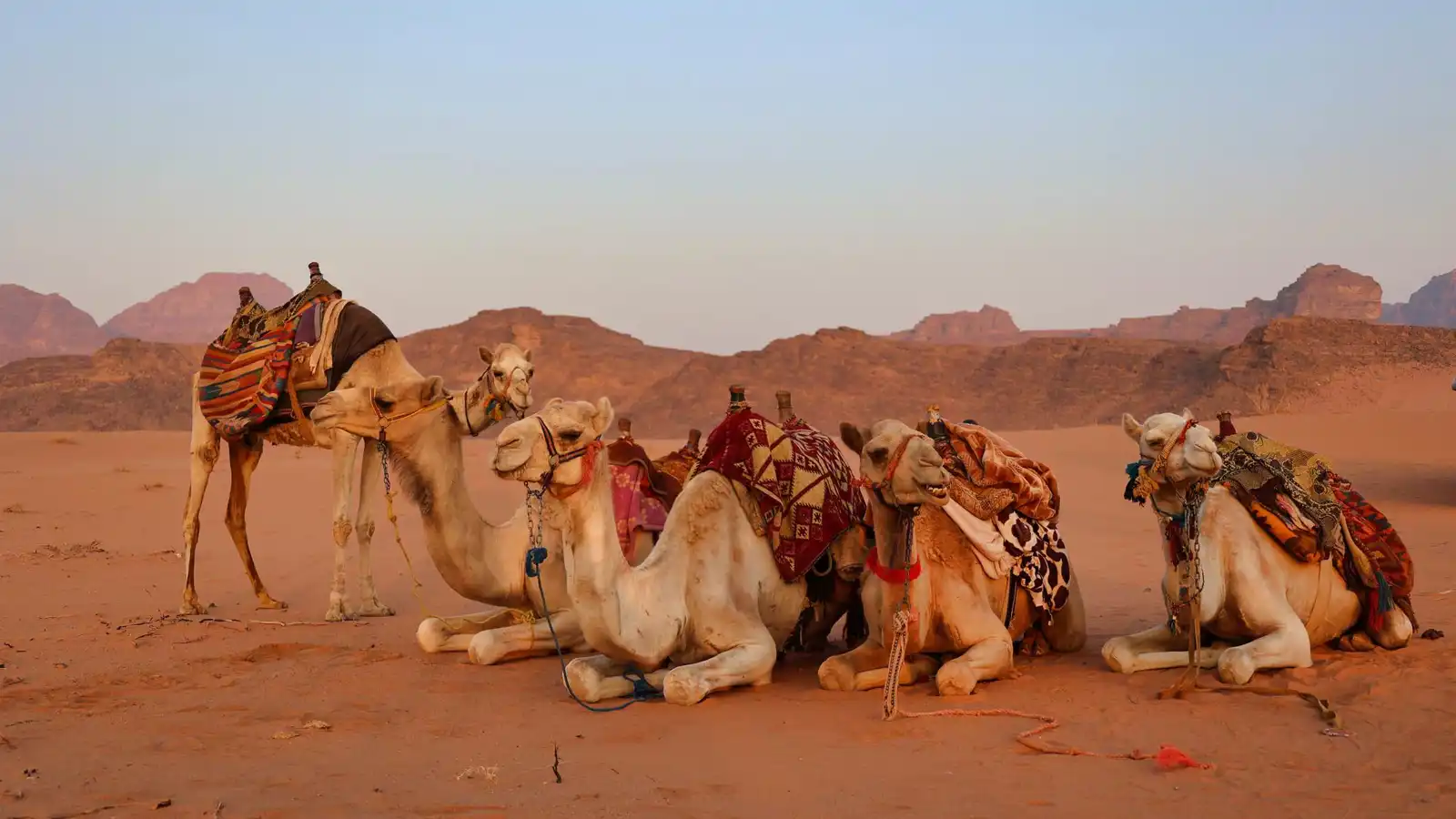 العراق.. إنقاذ جمال عالقة في مستنقع نفطي (فيديو)