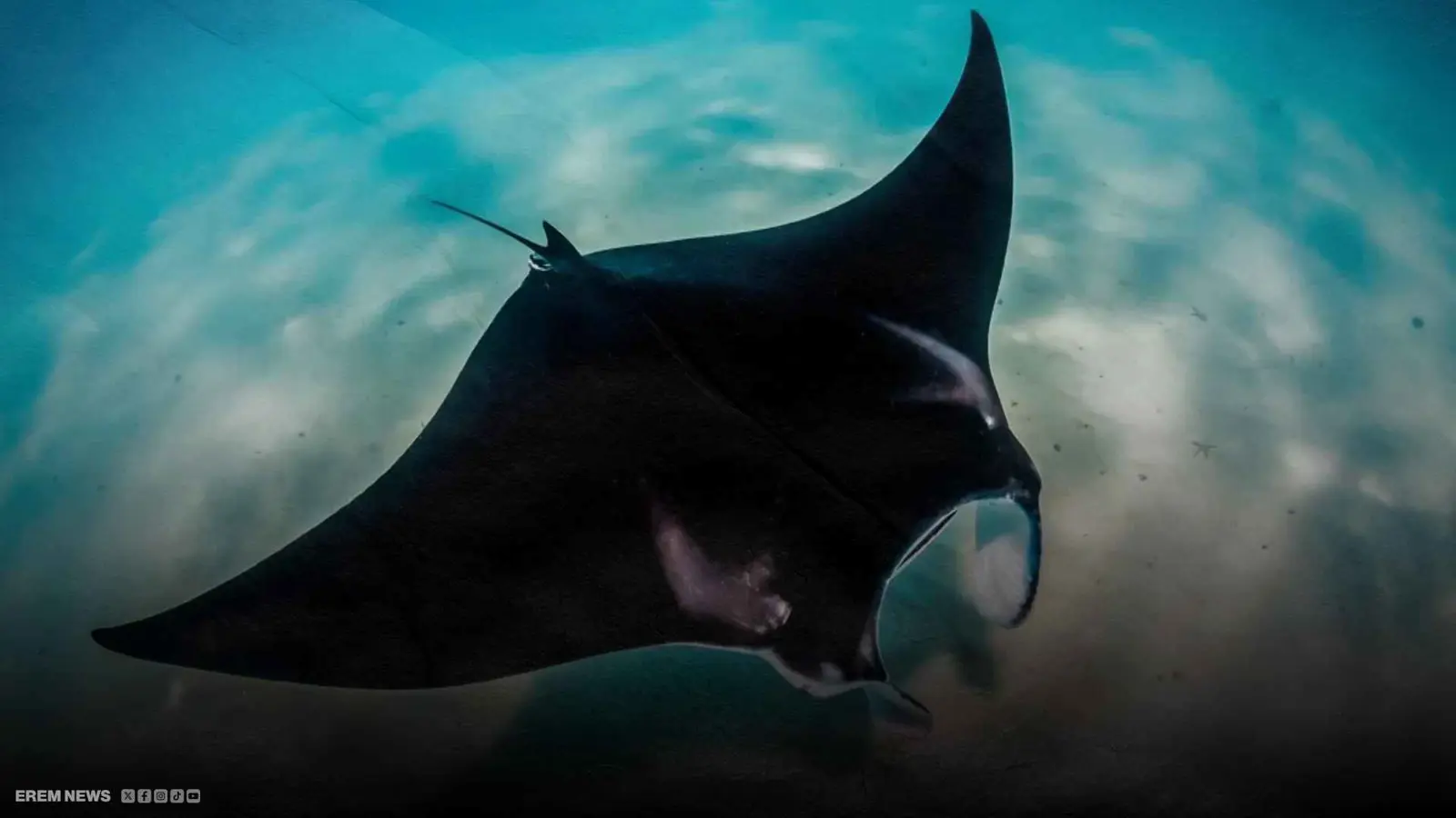 ظهور "مخيف" لسمكة الشيطان على شاطئ جزائري (فيديو إرم)