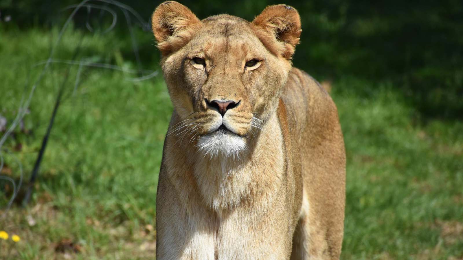 مشهد مرعب.. لبؤة تحاول التهام طفل خلف الزجاج (فيديو)