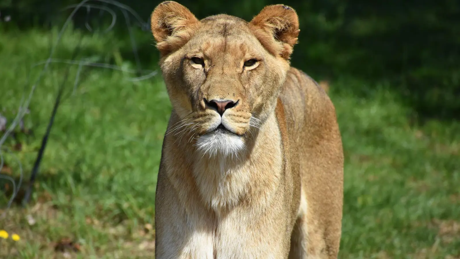 مشهد مرعب.. لبؤة تحاول التهام طفل خلف الزجاج (فيديو)