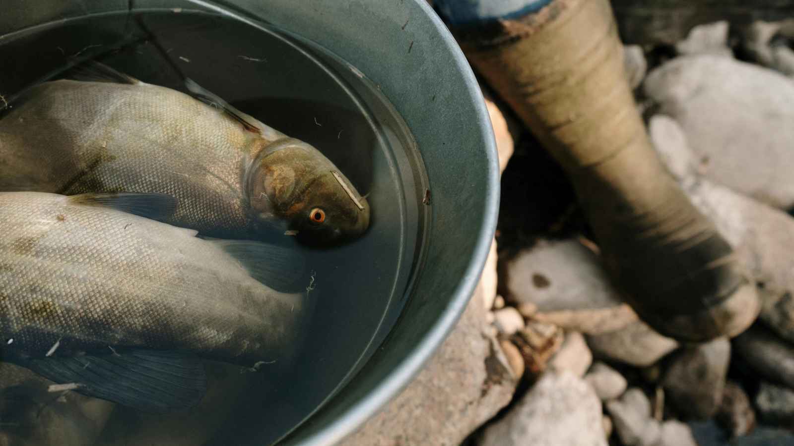 العراق.. نزاع عشائري على بحيرة سمك يودي بحياة شخص على الأقل (فيديو)