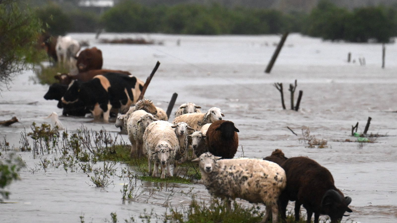سرقة الأغنام.. وباء صامت ينهش الريف الفرنسي