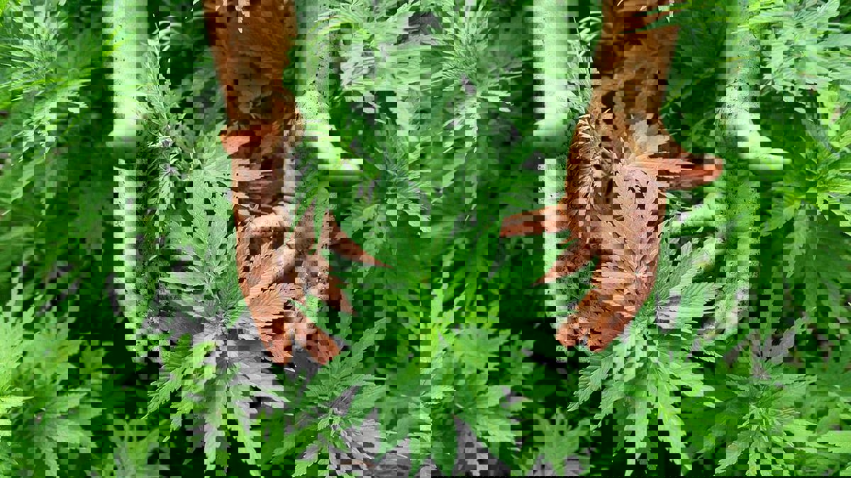 تقرير كاذب عن تصنيع الحشيش في أفغانستان يهز شركة أسترالية صغيرة