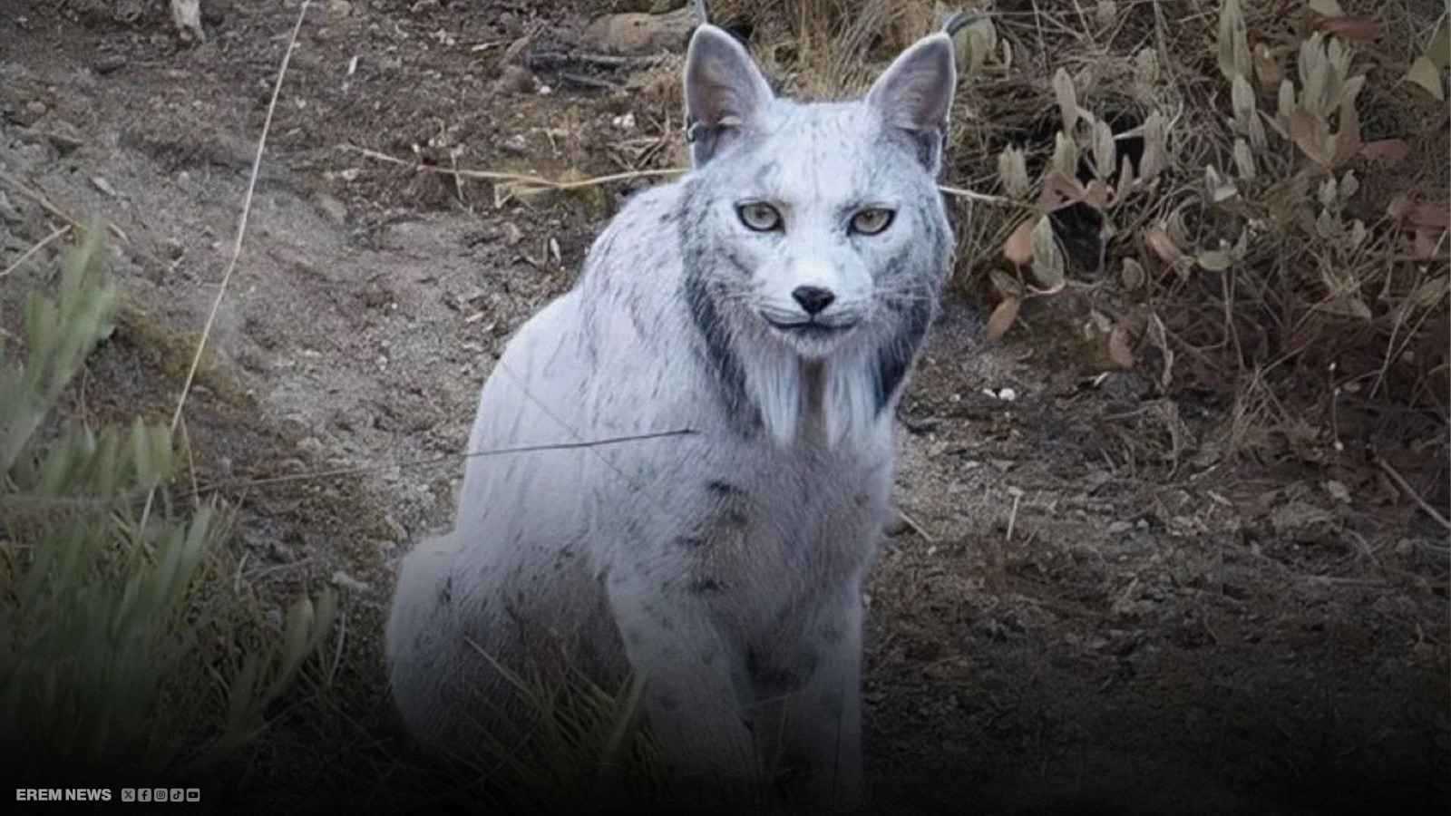 ظهور "الوشق الأبيض" النادر يثير دهشة العلماء والجمهور (فيديو إرم)