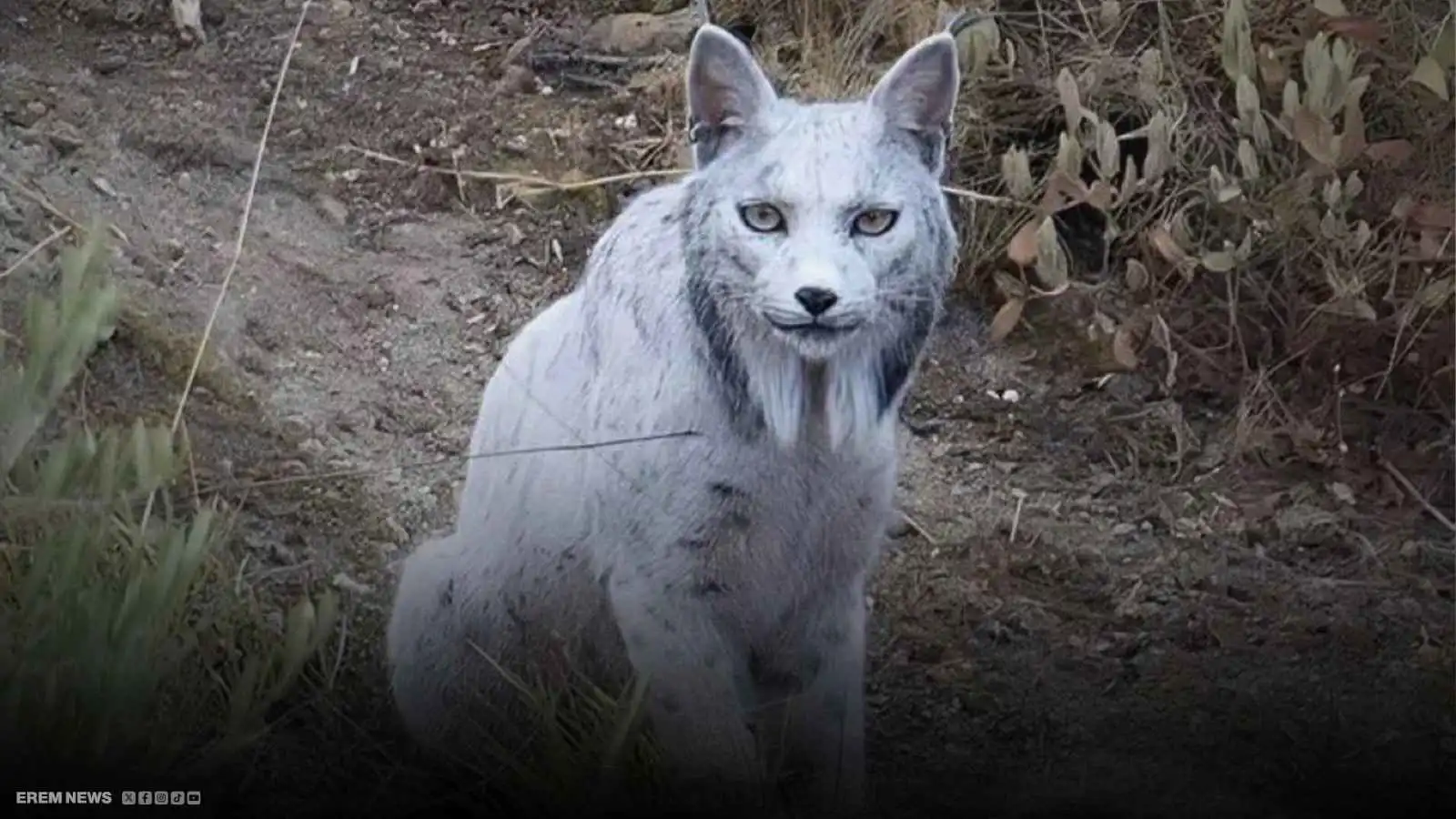 ظهور "الوشق الأبيض" النادر يثير دهشة العلماء والجمهور (فيديو إرم)