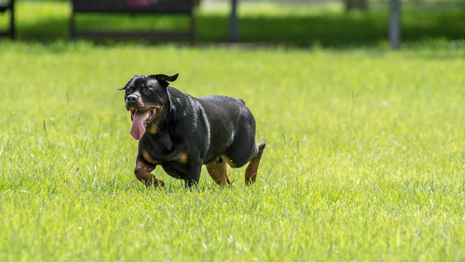 كلب يقتل مالكته خلال شجار على "قطع دجاج" من ماكدونالدز