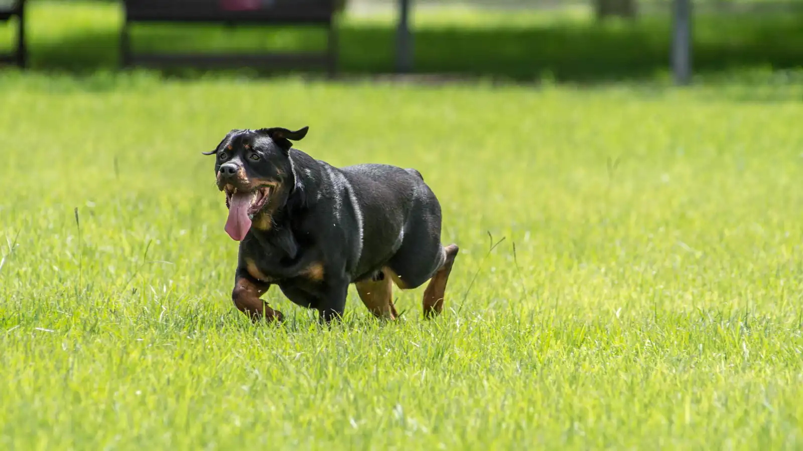 كلب يقتل مالكته خلال شجار على "قطع دجاج" من ماكدونالدز