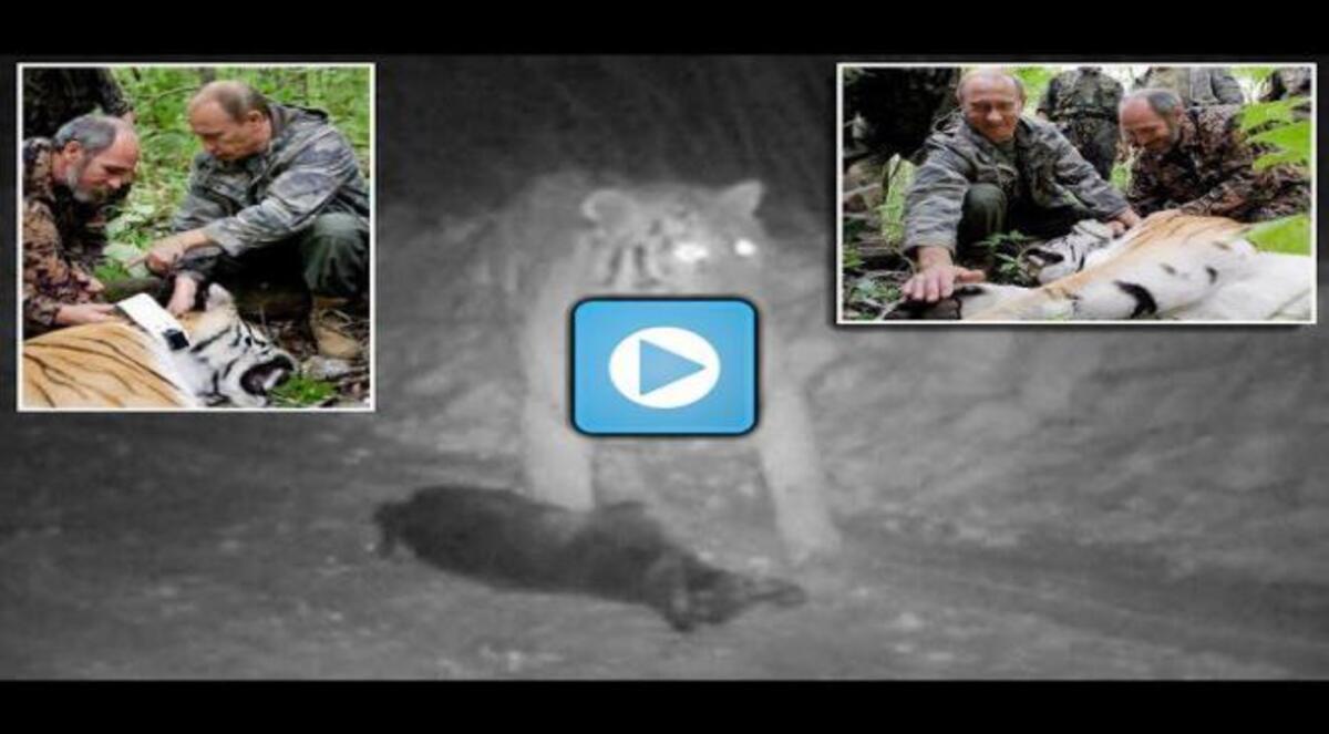 نمر بوتين يثير المشاكل مع الصين