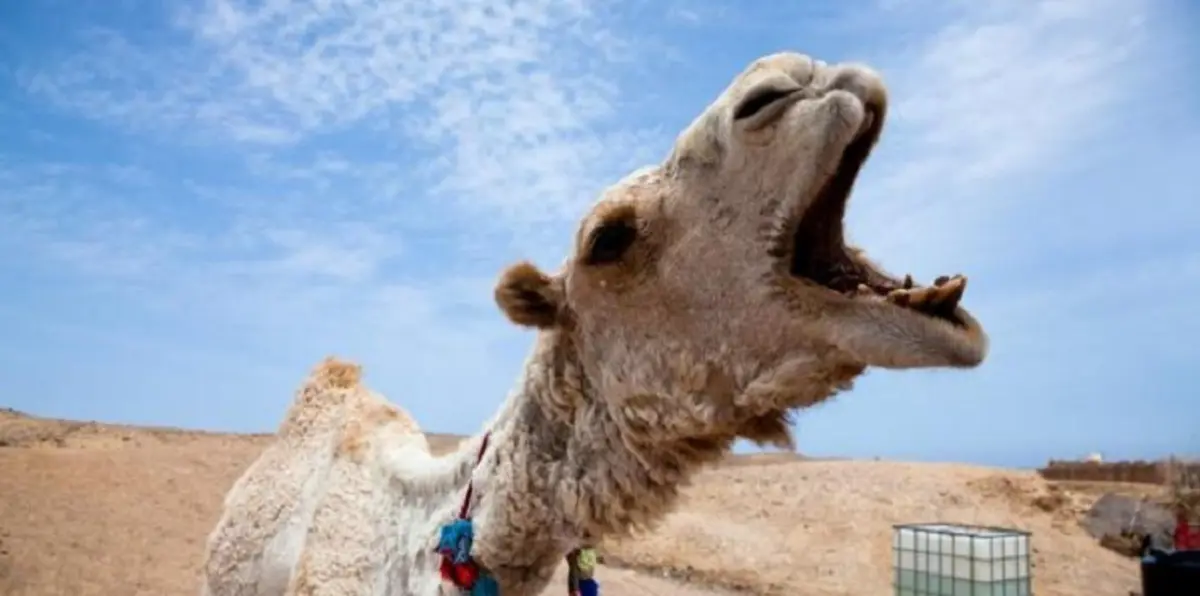 بالفيديو.. جمل هائج يثير الذعر في تبوك السعودية قبل تدخل الشرطة