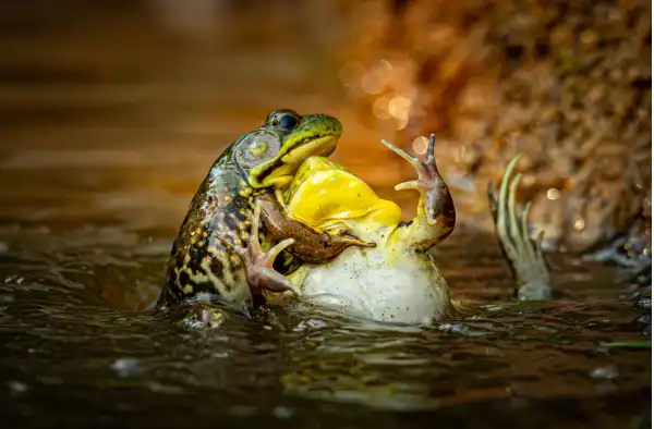 صورة ضفادع تتصارع في الماء