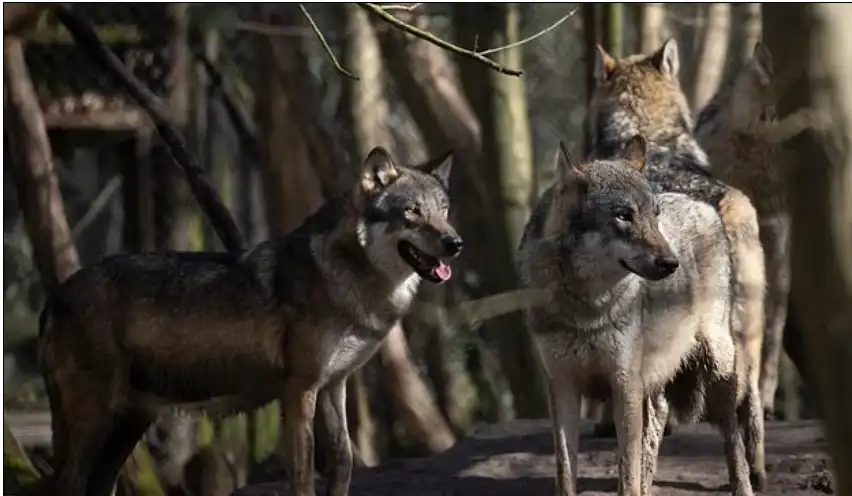 قطيع الذئاب الذي تم قتله