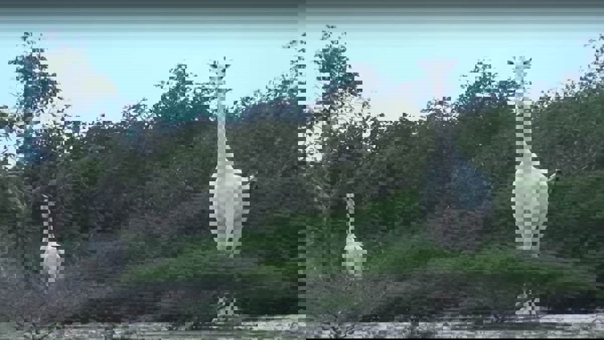 صيادون يقتلون آخر زرافة بيضاء في العالم