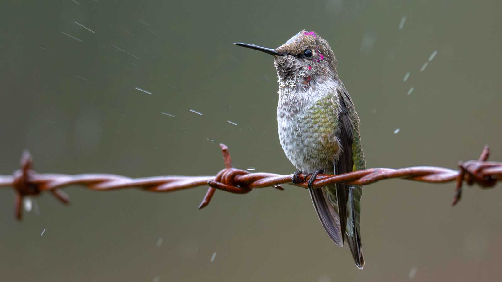دراسة توثق أثر كسوف الشمس على أصوات الطيور