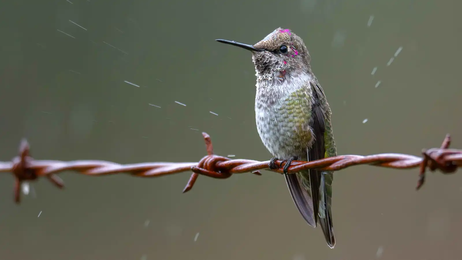 دراسة توثق أثر كسوف الشمس على أصوات الطيور