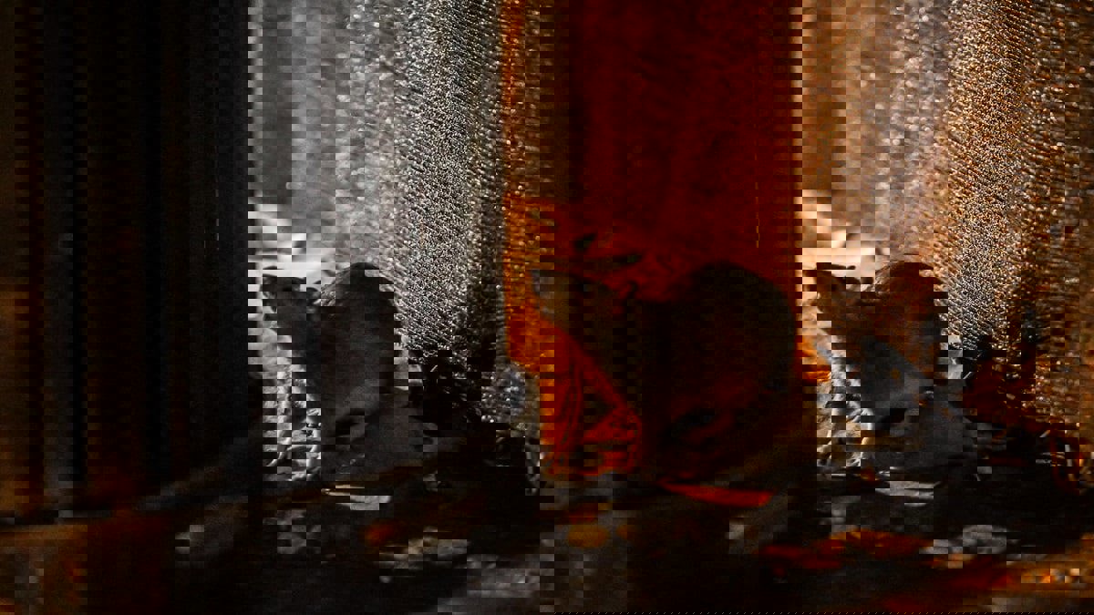 مع شح الطعام وإغلاق "كورونا" .. قطعان فئران تتجول في شوارع مدن أمريكية