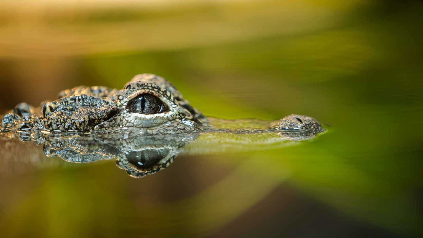 نجاة رجل وابنه بعد محاصرتهما من التماسيح (صور)