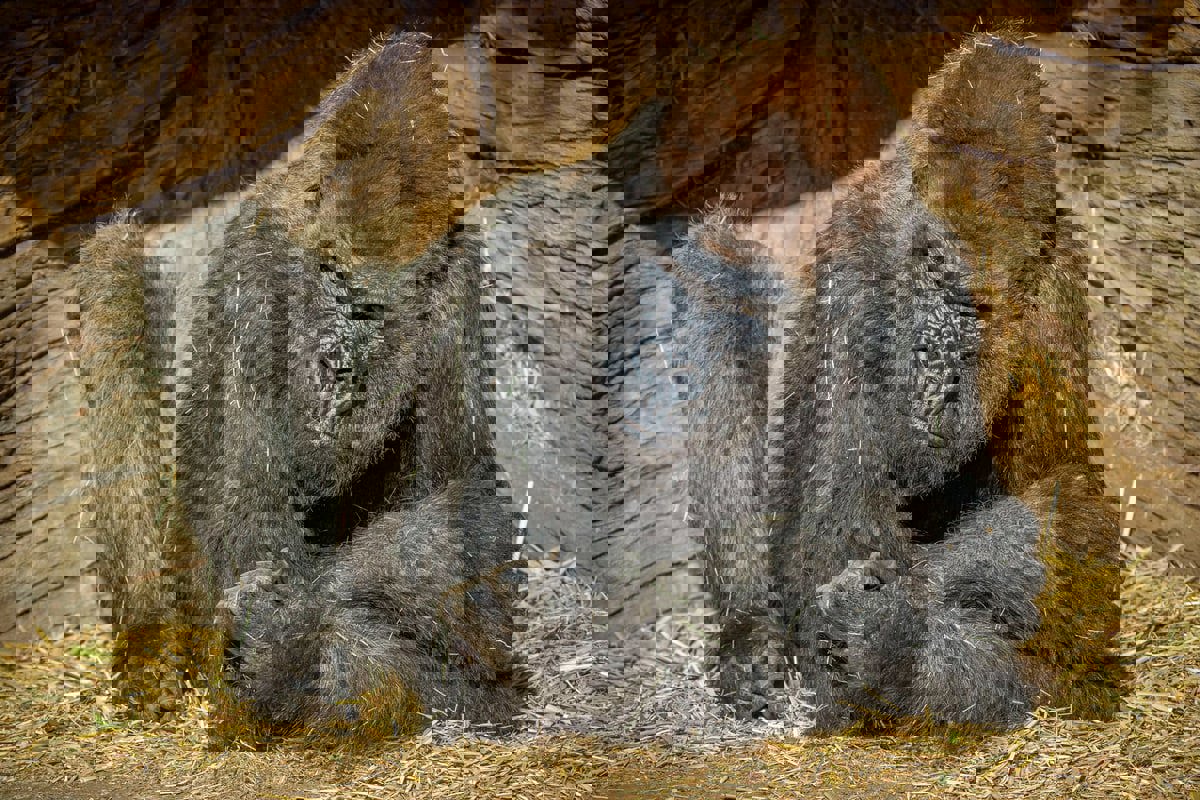 غوريلا تطارد موظفتين داخل حديقة حيوان أمريكية (فيديو)