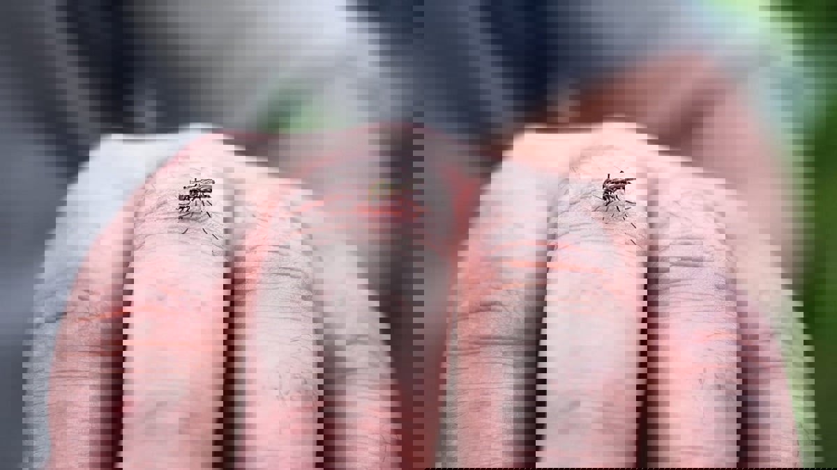 هل أنت "مغناطيس للبعوض" أم لا؟