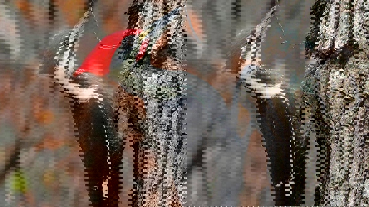 دراسة تفسر سبب استمرار نقار الخشب بنقر الشجرة