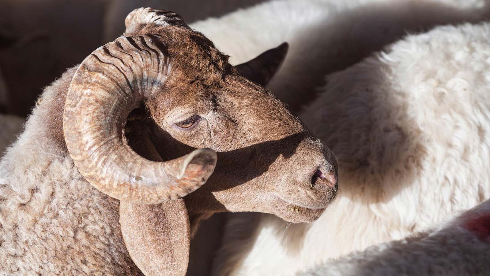 تونس.. هجوم على رجل ذبح أضحيته فوق سور أثري (صور)