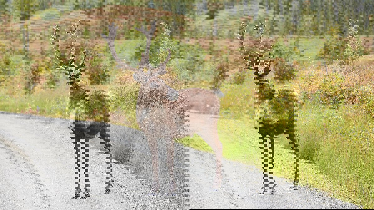 مادة مستخلصة من قرون الغزلان تساعد في القضاء على السرطان