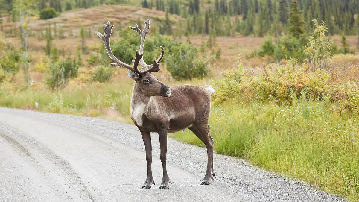 مادة مستخلصة من قرون الغزلان تساعد في القضاء على السرطان