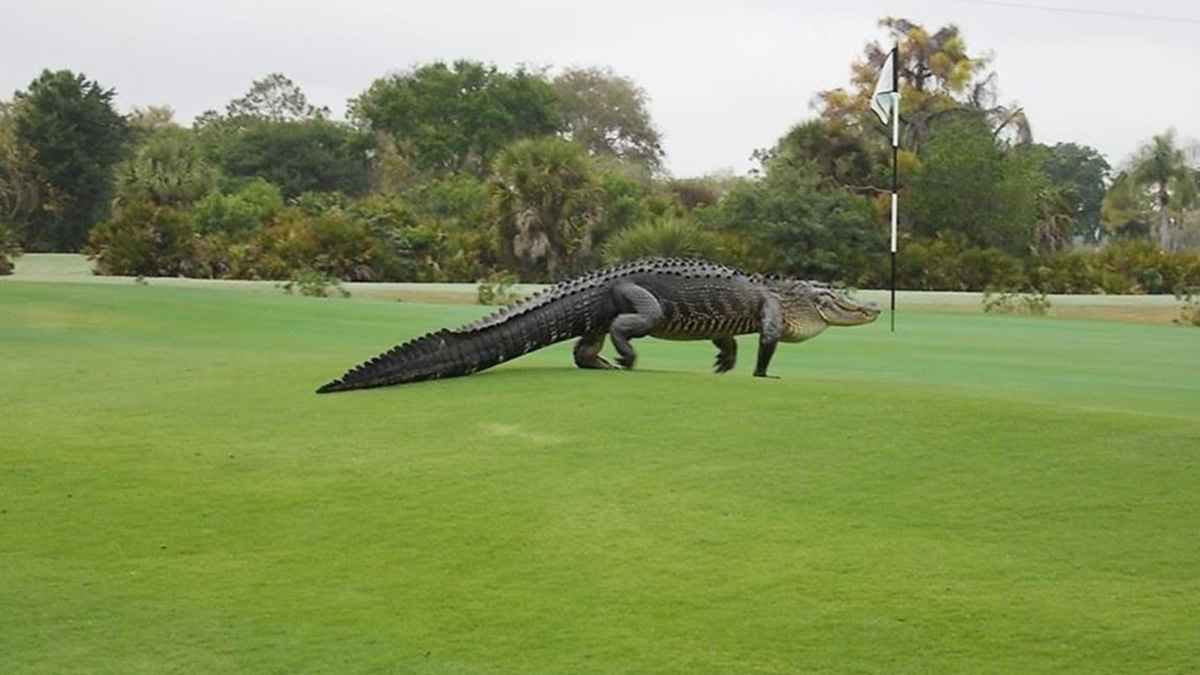 تمساح عملاق يقتحم مباراة غولف ويصدم اللاعبين (فيديو)