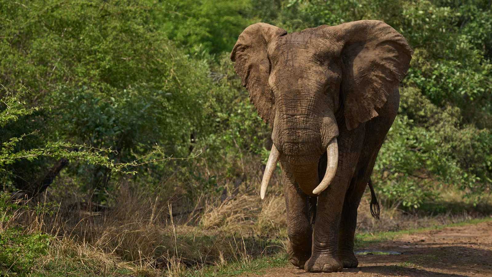 مقطع يحصد آلاف المشاهدات.. فيل يعانق رجلا وامرأة (فيديو)