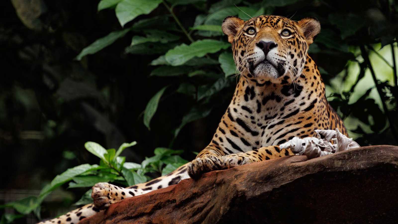 في عملية صعبة.. إنقاذ نمر مصاب بطلقات نارية عالق وسط نهر (فيديو)