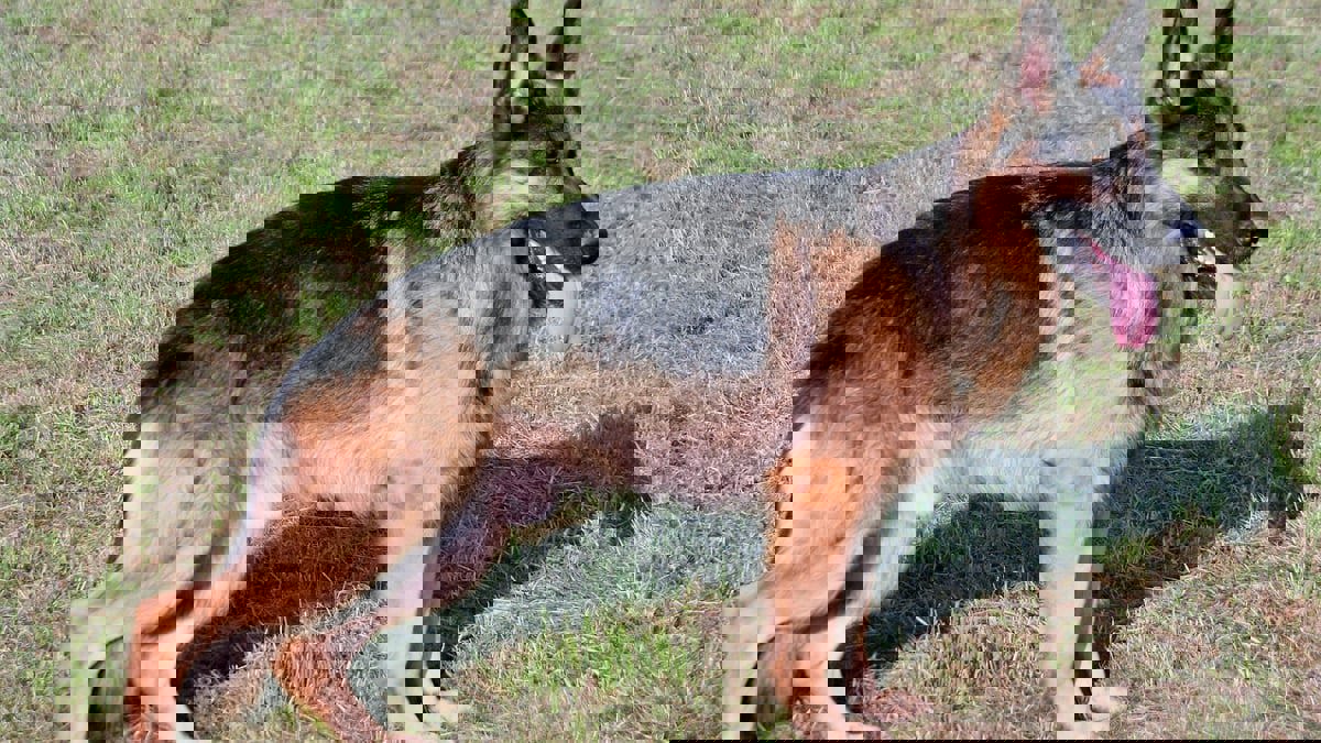 مسابقة لاختيار "أجمل كلب" في ليبيا.. ترويح عن النفس أم هروب من الأزمات؟