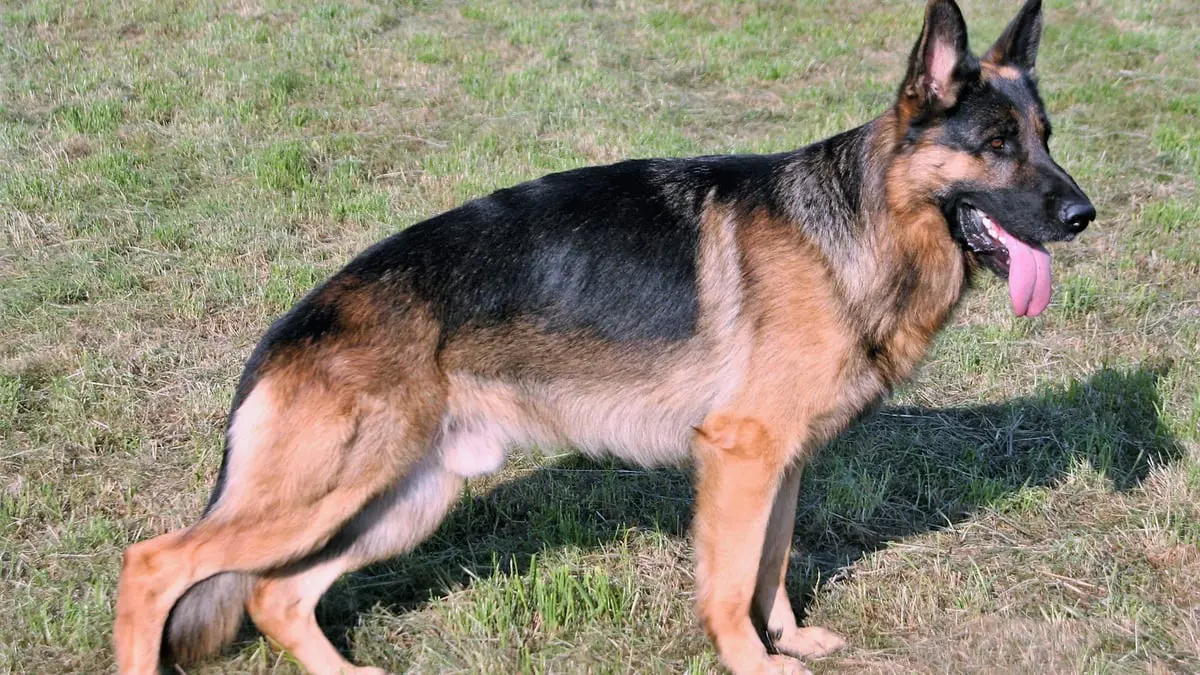 مسابقة لاختيار "أجمل كلب" في ليبيا.. ترويح عن النفس أم هروب من الأزمات؟