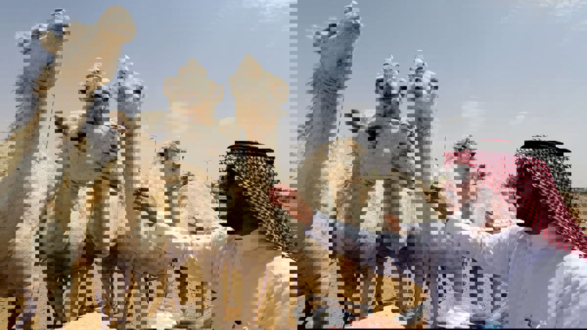 السعودية: 2024 "عام الإبل" تعزيزًا لمكانتها الثقافية 