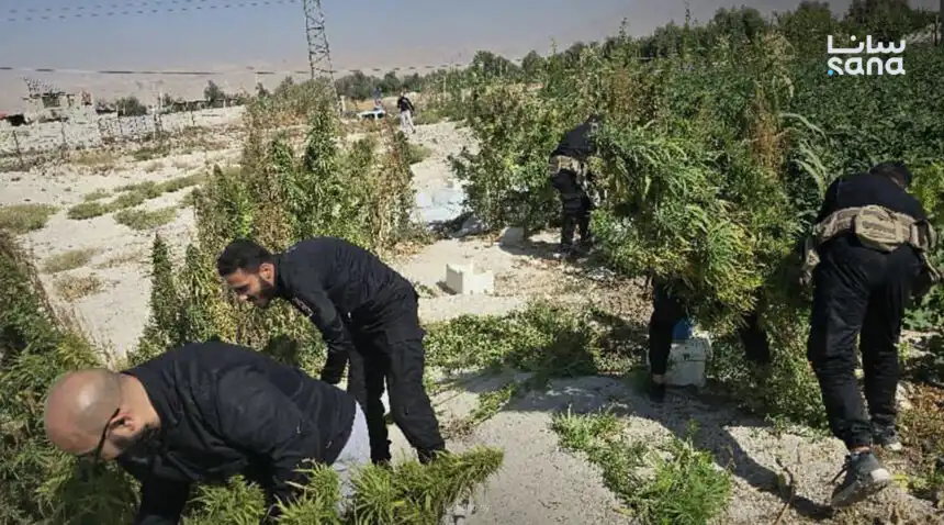 مداهمة مزرعة للحشيش المخدر في سوريا