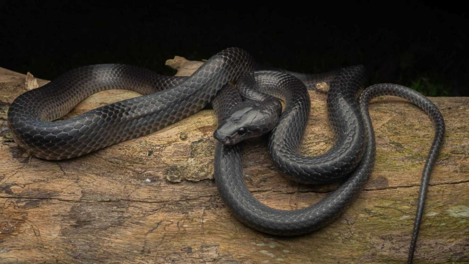 مهدد بالانقراض.. اكتشاف نوع جديد من الثعابين في جزيرة بالهند