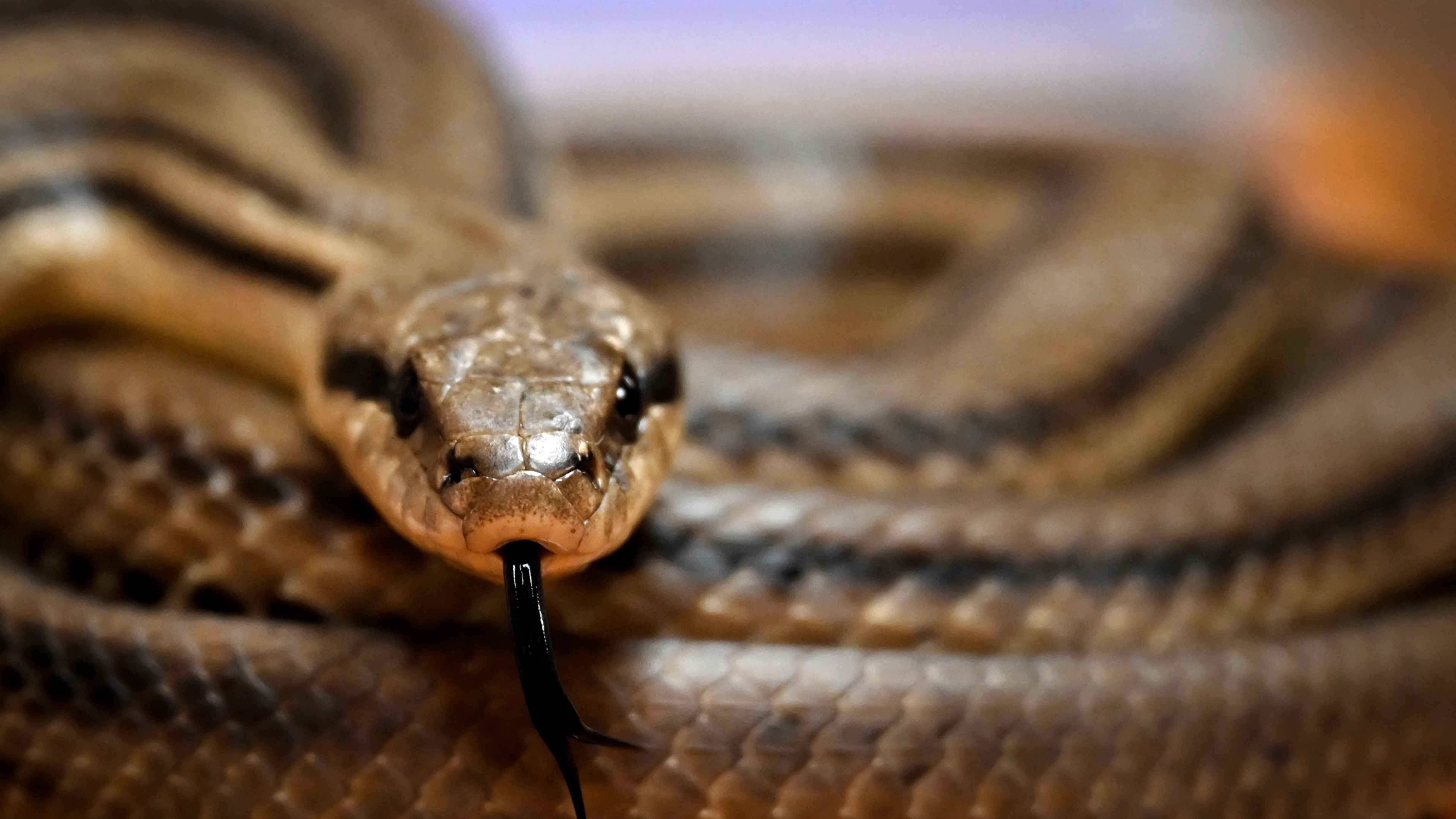 ذعر في مطار هندي بعد اكتشاف ثعبان التف حول حقيبة مسافر (صور)