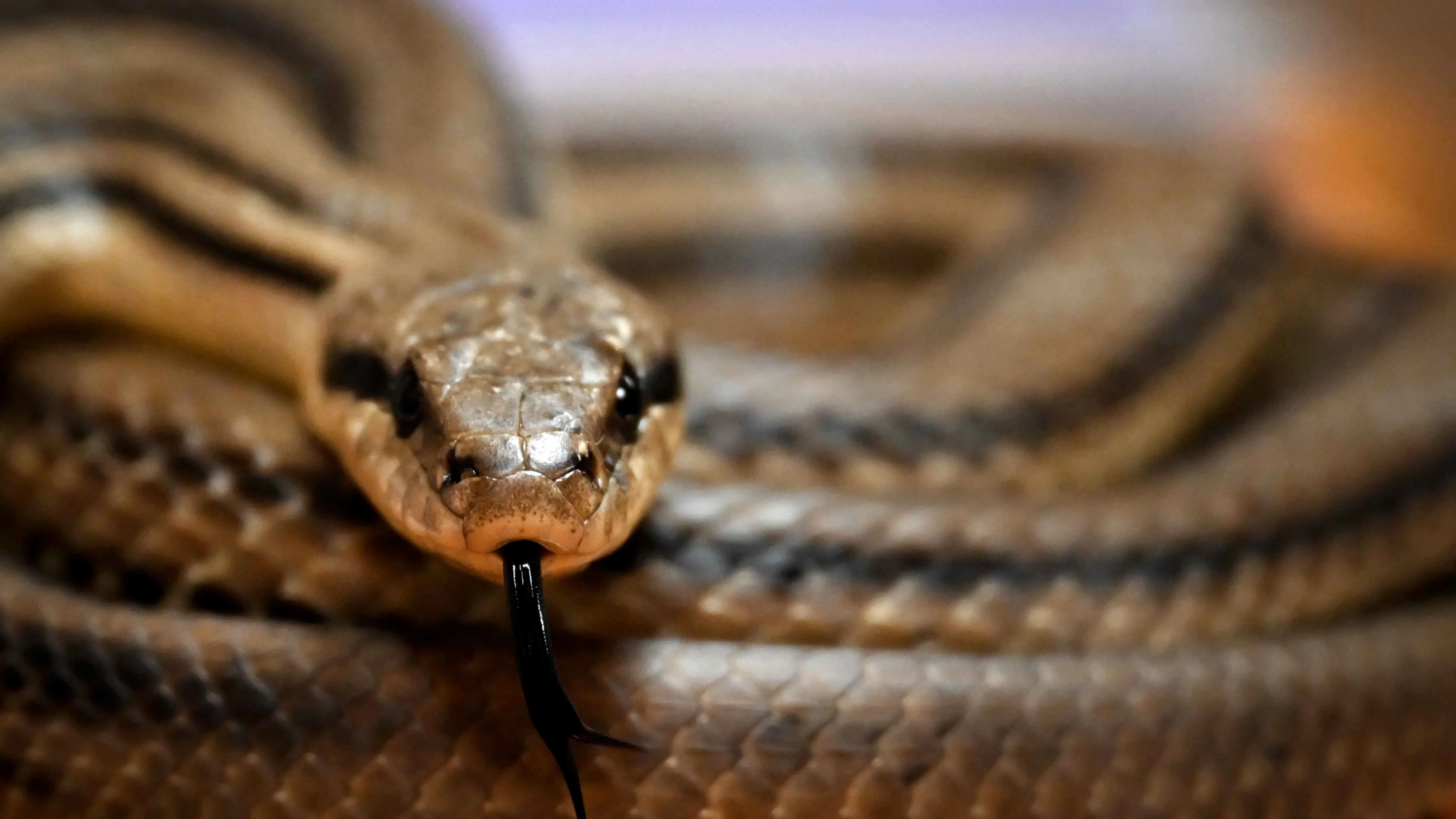 ذعر في مطار هندي بعد اكتشاف ثعبان التف حول حقيبة مسافر (صور)