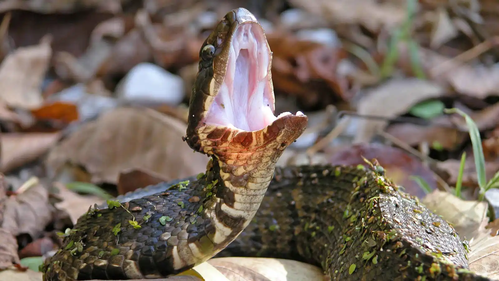 أفعى "قطنية الفم" تحوّل شهر عسل إلى رحلة صراع مع الموت
