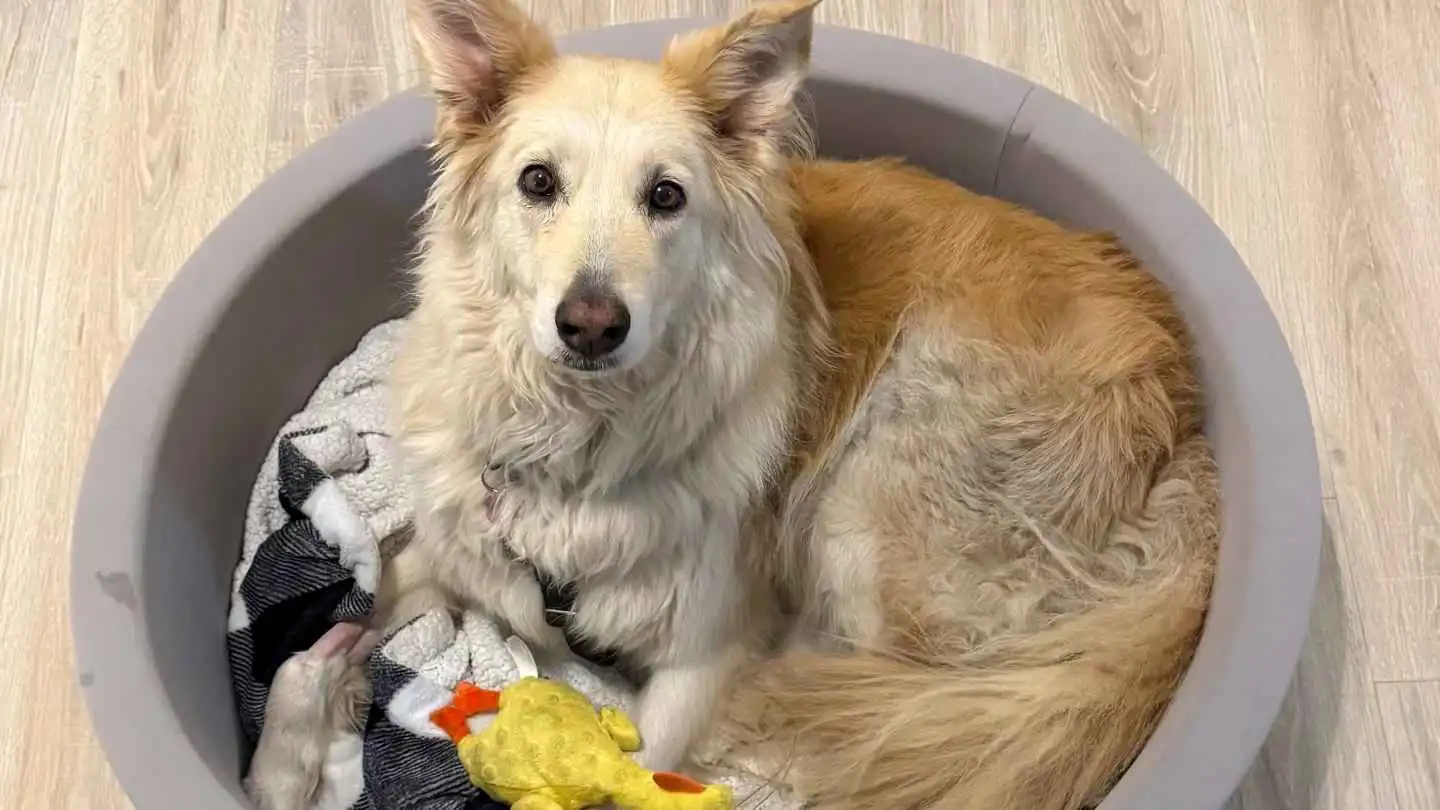 مسيّرات وفرق إنقاذ تعثر على كلبة هاربة في نيوجيرسي (فيديو)