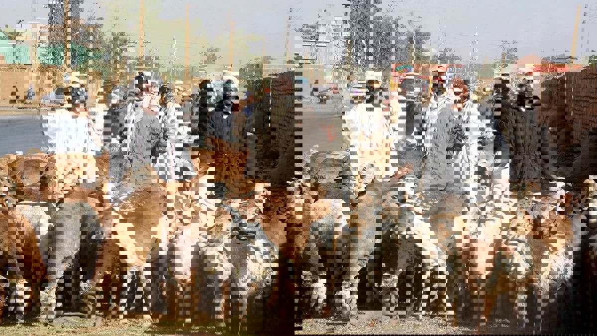 الأوضاع الاقتصادية تدفع أسرا سودانية للعزوف عن الأضحية